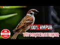 Download Lagu 🔴 Top Masteran gereja tarung Nyerecet panjang Speed rapat \u0026 kasar