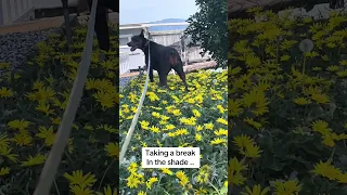 #Fyp #dream #doberman #pets
