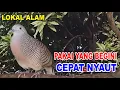Download Lagu Perkutut lokal gacor dari alam bebas berani PUTAR nyaut