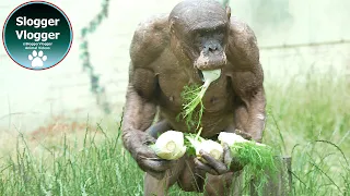 Epic Fennel Day With Jambo And His Hilarious Chimp Walk