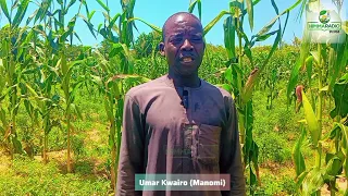 yadda aka yi girbin albasa a madobi