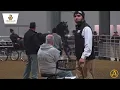 2026 Morgan Breeders Cup Sale - Stallion AuctionPro