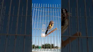 الحسون الخلوي الجزائري الأصيل 