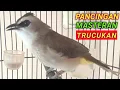 Download Lagu Pancingan dan Masteran burung trucuka biar cepat gacor