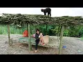 Download Lagu TIMELAPSE : 500 Days Single Mother Builds Bamboo House Alone - START TO FINISH - FULL VIDEO
