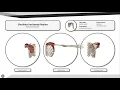 Shoulder horizontal flexion