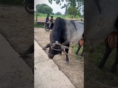 Rescue करने गए थे, नंदी महाराज ने गाड़ी तोड़ दी 🐂 😰💔 #gaumata #love #help #animals #viralvideo