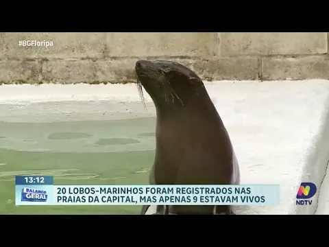 Lobos-marinho têm visitado as praias de Florianópolis