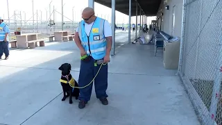 California prison dog program helps inmates rehabilitate while training service animals