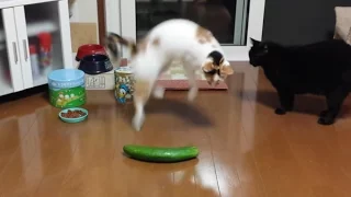 Download Funny Cats Scared of Random Things and Cucumbers Compilation! MP3