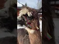Download Lagu Ranczo Targówka otwarte codziennie!