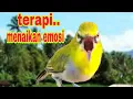 Download Lagu Terapi Pleci Call Dobel Ngotot || Pancingan Pleci Biar Ngalas