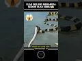Download Lagu ULAR WELANG MEMANGSA ULAR COBRA BIKIN HEBOH SEMUA ORANG⁉️😱#shorts