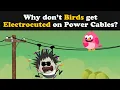 Download Lagu Why don't Birds get Electrocuted on Power Cables? + more videos | #aumsum #kids #education #children