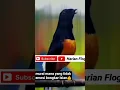 Download Lagu murai mana yang tidak emosi bongkar isian dengar murai batu gacor ini #short #shorts