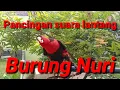 pancingan suara lantang burung Nuri kepala Hitam