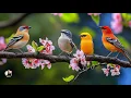 Download Lagu 🌿 Relaxing Piano \u0026 Bird Sounds | Nature Music for Calm Mind and Deep Focus