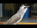 Download Lagu Suara Kicau Burung trucuk ngamuk