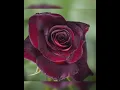 good morning Rose rose wallpapers WhatsApp status good morning sharechat good morning