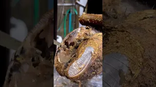 Well This Cows Hoof Got Kinda Gnarly Cows Shorts Farm Reels 