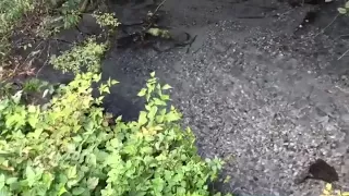 Grizzly Bear 10 Feet From Me