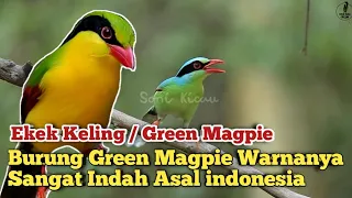 ekek keling gacor dialam liar