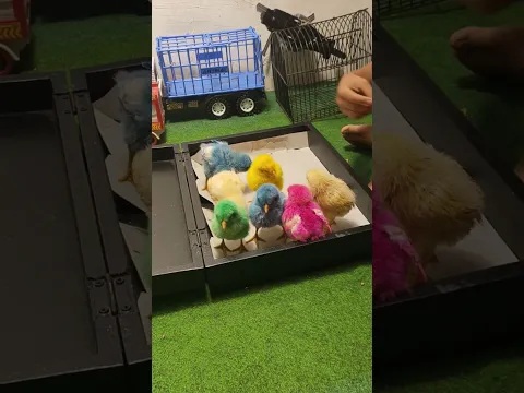 Ayam tek kotek kotek ayam lucu