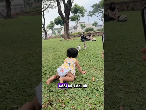 Bayi dan kucing milik orang ditaman #shortvideo #shorts