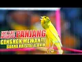 Download Lagu Pancingan Kenari Ngerol Durasi Panjang Nembak rapat Jernih, Bikin Kenari Cepat Ngeriwik \u0026 Gacor |1|