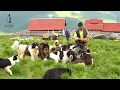 Download Lagu 11 câini ciobănești puternici, Munții Rodnei | Apărători ai oilor de LUPI și URȘI | Mulsul dimineața