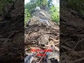 pikat melihat elang predator