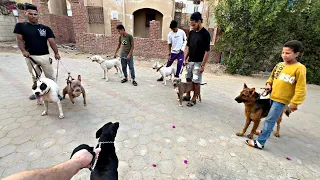 ١٥ كلب بيتبول ف مكان واحد لاول مرة 