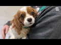 PSPCA removes 21 dogs from breeder s property in Lancaster County