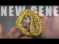 Top 5 NEW Ball Python Genes to Invest in RIGHT NOW
