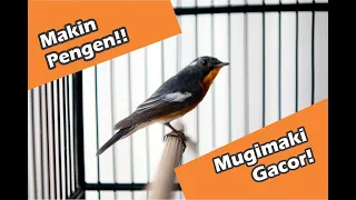Download Burung Sikatan Mugimaki / Robin Flycatcher Gacor Konslet MP3