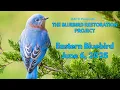 Download Lagu Eastern Bluebird June 6, 2025