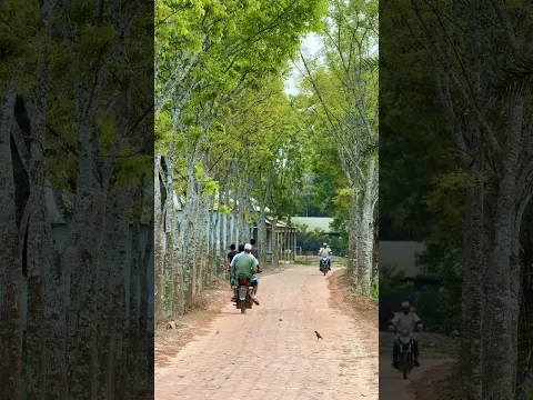 গ্রামের এই রাস্তা যেনো শান্তির অন্য নাম… 🌿Lost in nature, found my peace 💚
