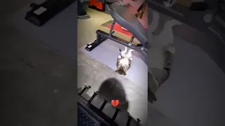 اكيد هذا القط شاهد انمي  ناروتو  هههههههههه دندنها