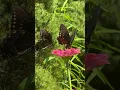 Download Lagu Beautiful Butterfly 🦋 Day ! #indiana #usatour2025