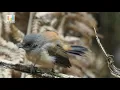 Download Lagu Andaikata semua burung ini ada di Indonesia dan bebas di alam liar