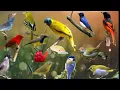 Download Lagu 夢indo: suara burung ciblek yang memikat di hutan