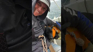 Happy birthday to this salty adventure dog! #boatdog #saltydog #boga #doggylove #traveldog