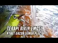 Download Lagu Terapi air untuk pleci tidak bunyi stres tidak gacor
