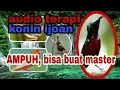 Download Lagu #KoninIjoan #KoninIjoanGacor Suara terapi konin ijoan, bisa buat masteran