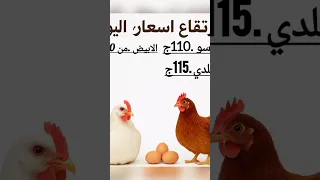 بورصه الدواجن اليوم اسعار الفراخ البيضاء اليوم اليوم الخميس 375 الفراخ البيضاء 
