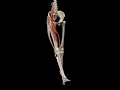 Flexion at Hip Joint