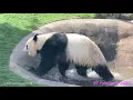 【パンダ風呂♨️最高でしゅ〜♪至福名場面集🌟】彩浜🌈結浜🎀桃浜🍑桜浜🌸カピバラ【27/FEB/‘20〜’17】パンダおふろ/panda/bathtime
