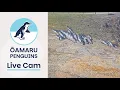 Oamaru Penguins Live Cam