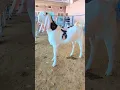Download Lagu Sojat goat top quality #goat #sojatgoats #sojatgoatfarm #animals #sojatgoatkids #bakraeid