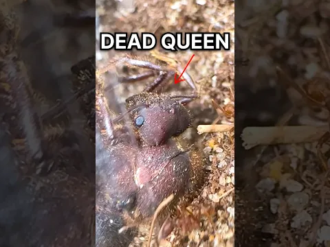 My Ants BURIED Their QUEEN!! 🤯